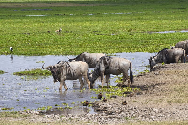 Group of blue wildebeest, Connochaetes taurinus, at a waterhole in Amboseli National Park in Kenya. stock photos Group of blue wildebeest, Connochaetes taurinus, at a waterhole in Amboseli National Park in Kenya. stock photos