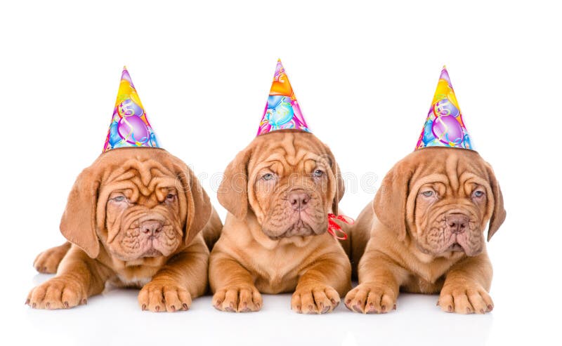 Group Bordeaux puppies dog with birthday hats. isolated on white royalty free stock photo Group Bordeaux puppies dog with birthday hats. isolated on white royalty free stock photo