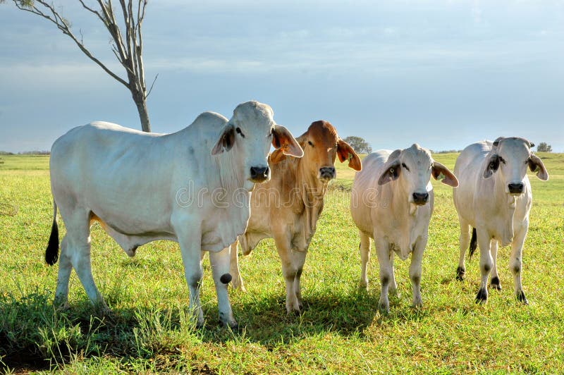 A group of brahman cattle standing in a lush pasture. Brahman stock images, royalty-free photos and pictures