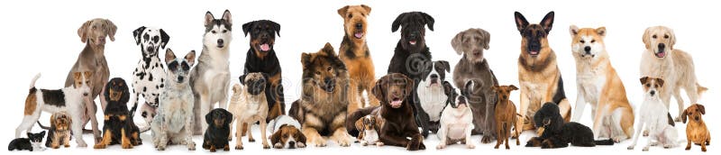 Group of breed dogs