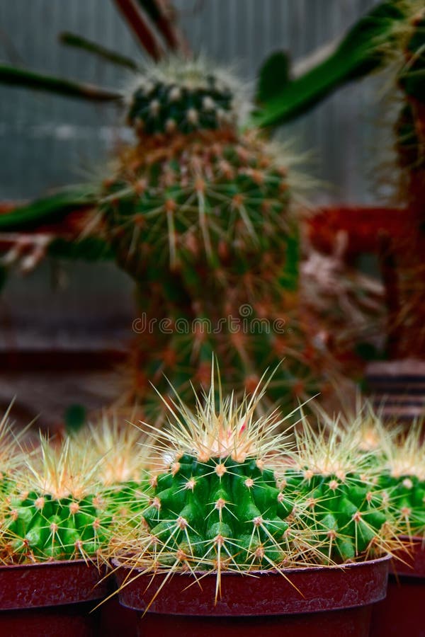 Group bright green cacti with long yellow spines. Young plants on dark background in greenhouse. Copy space. royalty free stock photo Group bright green cacti with long yellow spines. Young plants on dark background in greenhouse. Copy space. royalty free stock photo