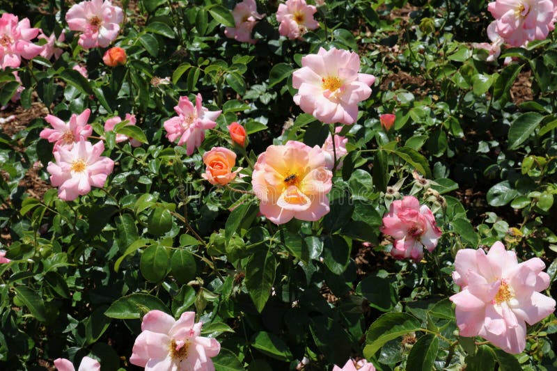 A group of Bright and Shiny Rose bushes with an abundance of flowers, with a wasp collecting pollen