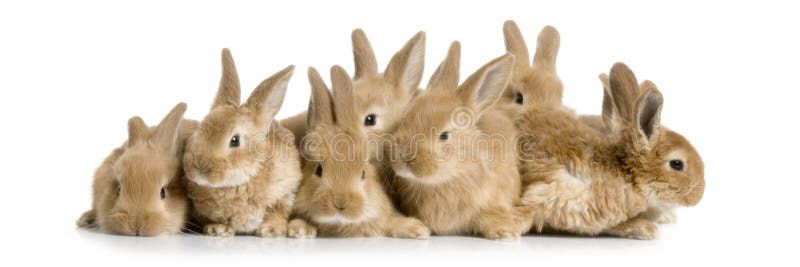 Gruppo da coniglietti prima bianco.