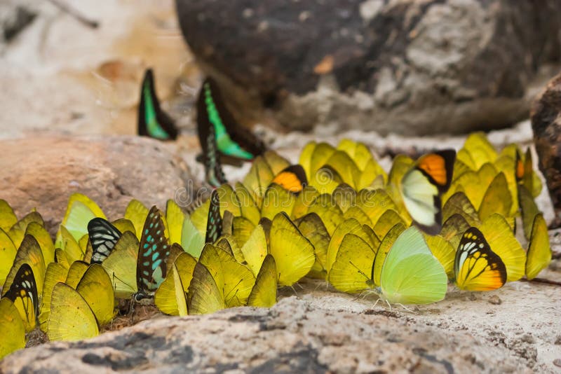 Group of Butterflies Feeding Stock Image Image of sucking, butterfly