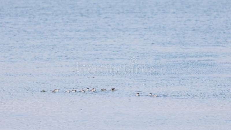 Group of Calidris alba on a lake