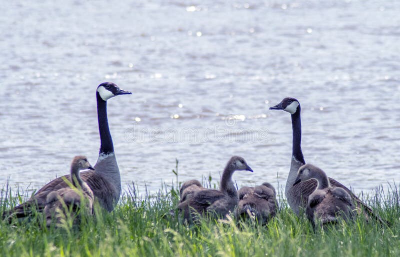 Family of Canadian geese at water`s edge