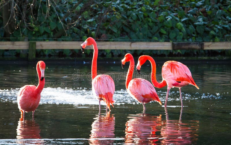 A group of Caribbean flamingos also called American flamingos, Phoenicopterus ruber wading in the water and basking in the sunlight. A group of Caribbean flamingos also called American flamingos, Phoenicopterus ruber wading in the water and basking in the sunlight