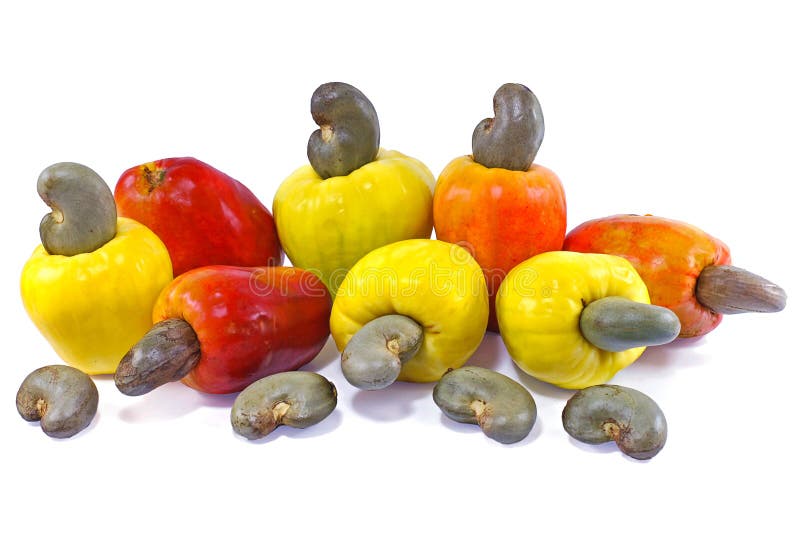 Cashew Fruit Isolated Cut Out on White Background Stock Image Image