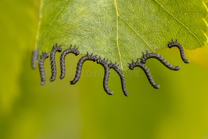 Caterpillars eating leaves stock image. Image of produce 183895975