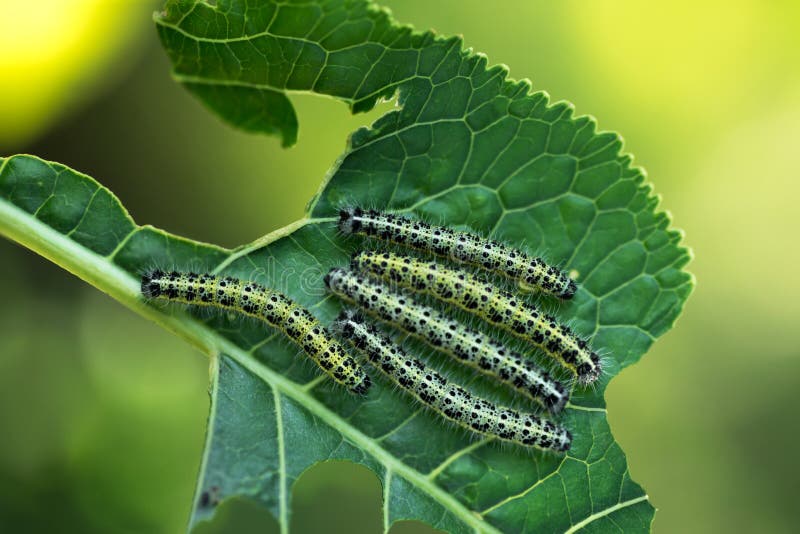 Group of Caterpillars Eats Leaves of Young Horseradish Stock Photo ...