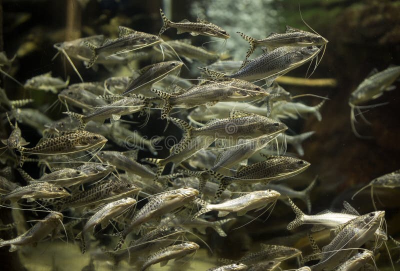 Striped Catfish at Shedd Aquarium. A group of catfish in the Amazon exhibit at Shedd Aquarium in Chicago, Illinois stock image Striped Catfish at Shedd Aquarium. A group of catfish in the Amazon exhibit at Shedd Aquarium in Chicago, Illinois stock image