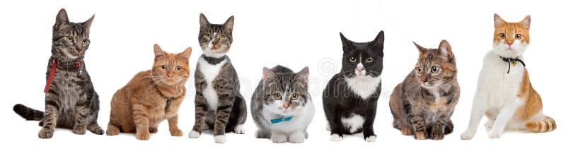 Group of cats stock photo