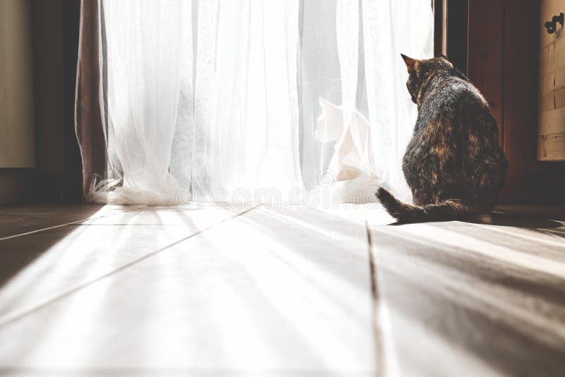 Cats on the Doorstep stock image. Image of feline, siblings 61059157