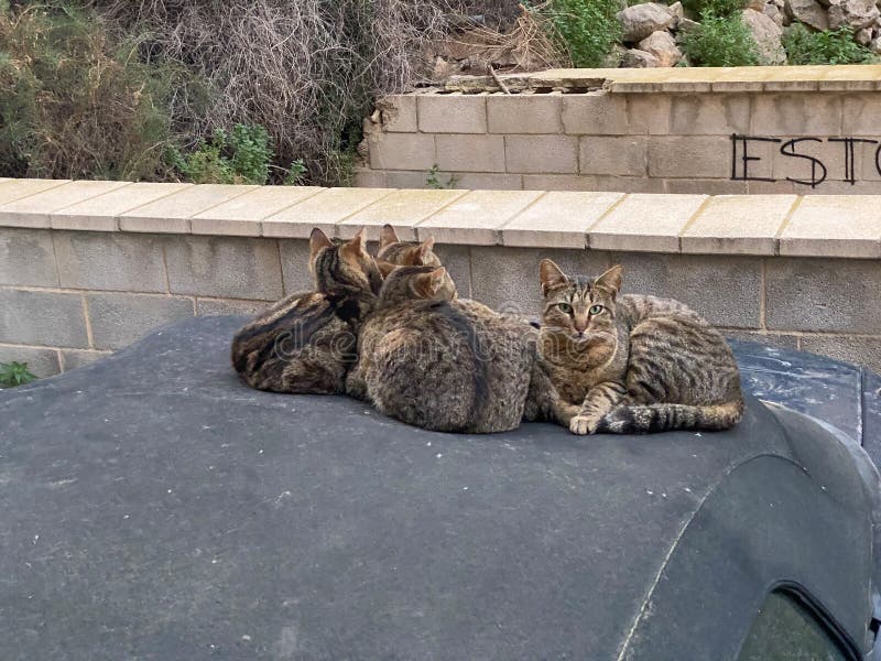 159 Images Different Breeds Cats Photos Free & RoyaltyFree Stock