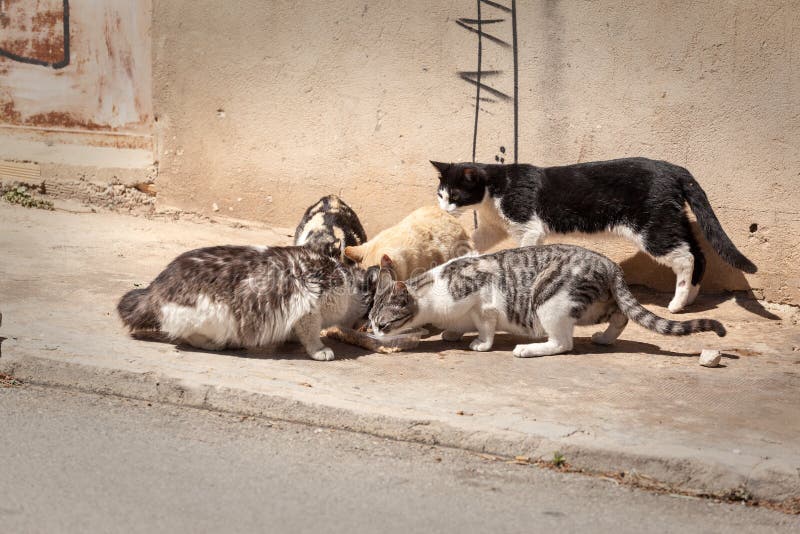 A group of cats eating in the street
