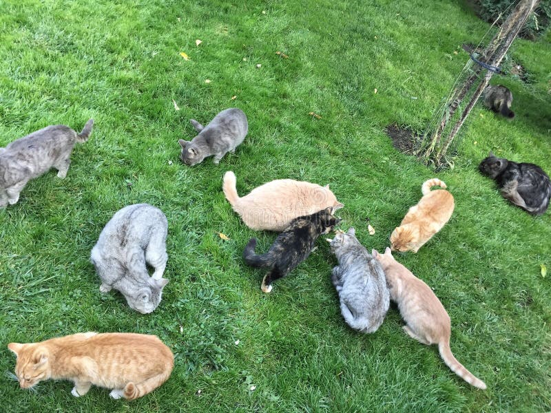 Group of Cats Feeding at Garden Stock Image Image of cute, outdoor