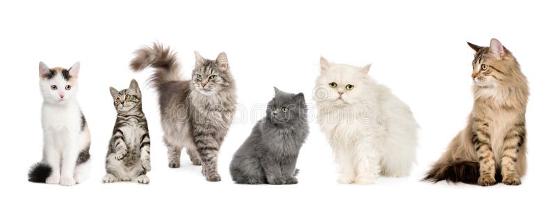 Group of cats in a row : Norwegian, Siberian and p stock photo