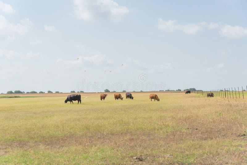 Group of cattle egrets flying near grazing cows on prairie ranch in Waxahachie, Texas, America