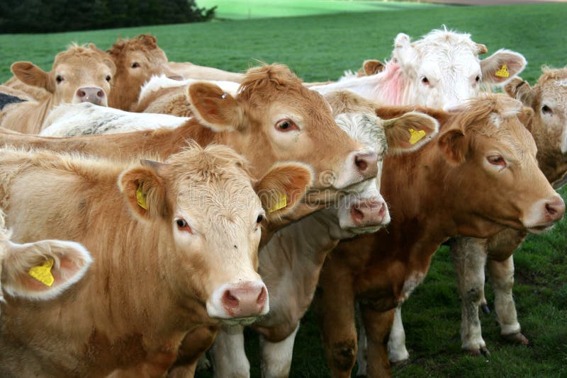 Group of cattle in field in the English Lakes. stock image
