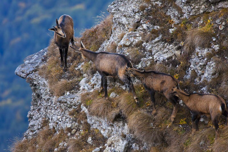 Are Chamois Goats?