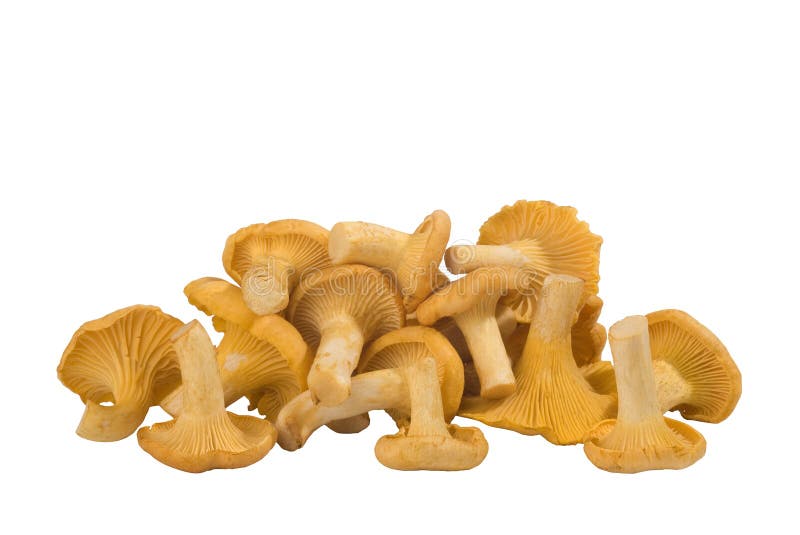 Group of Chanterelle Mushroom in the Wood, CANTHARELLUS CIBARIUS Stock