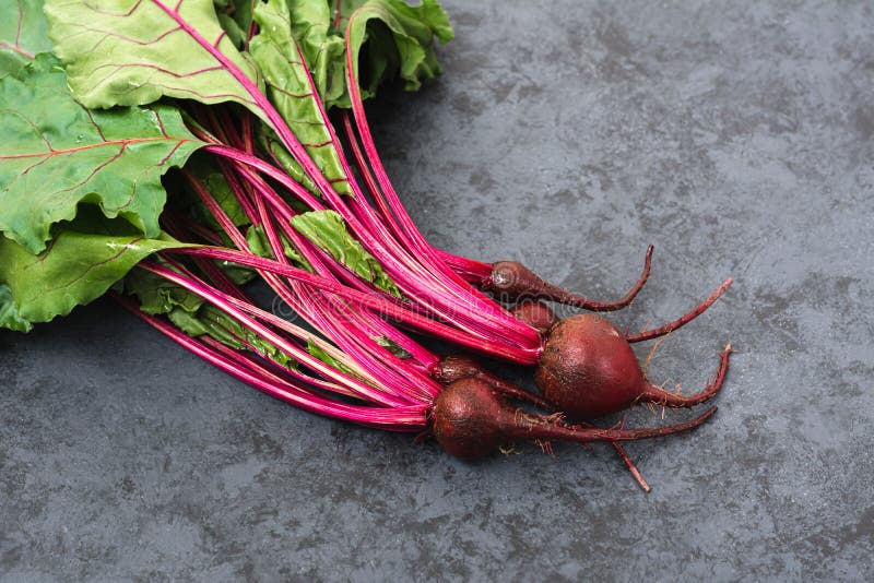 Young beetroot plants. stock image. Image of raised, grow 72132111