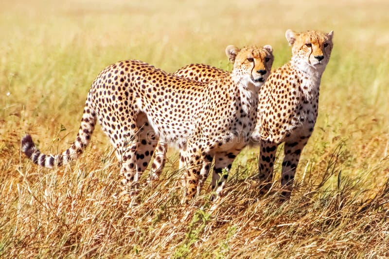 Group of cheetahs hunts in the African savannah. Africa. Tanzania. Serengeti National Park royalty free stock images Group of cheetahs hunts in the African savannah. Africa. Tanzania. Serengeti National Park royalty free stock images