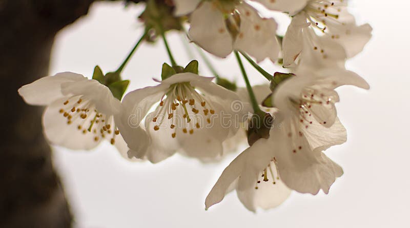 Group of cherry tree flowers in a white background. White flowers.