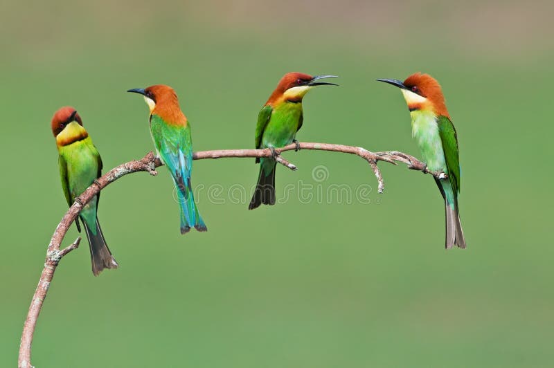 Group of Chestnut-headed Bee-eater