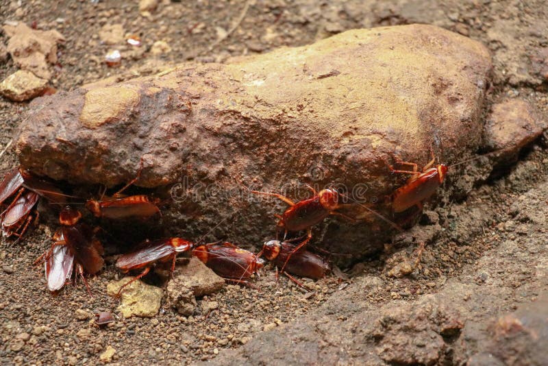 A Group of Cockroaches Around a Stone. Stock Image - Image of creepy, asia:  196297663