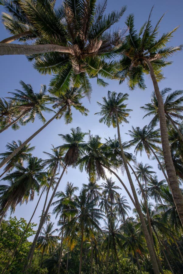 Group of coconut trees stock image. Image of atmosphere - 178746233