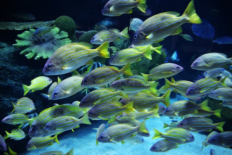 Group colorful fish royalty free stock photography