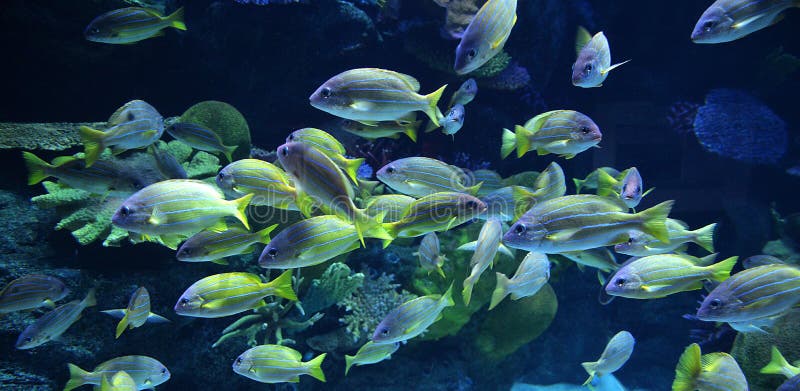 Group colorful fish royalty free stock photography