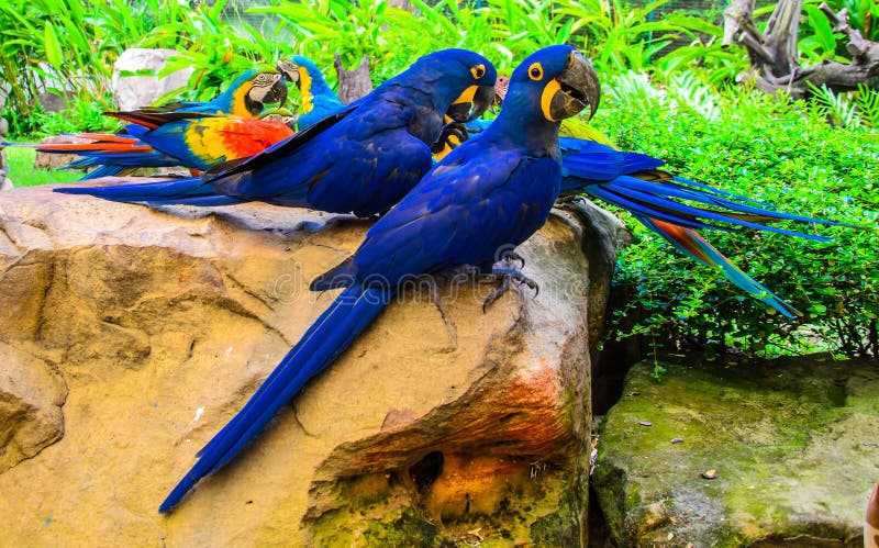 Par Blue and EU wing’s Love Birds in Pakistan