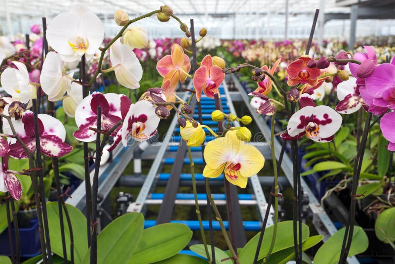 Group of colorful orchidaceae in greenhouse