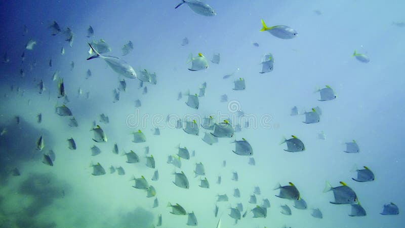 Group of Tropical Fishes Underwater Stock Image - Image of space ...