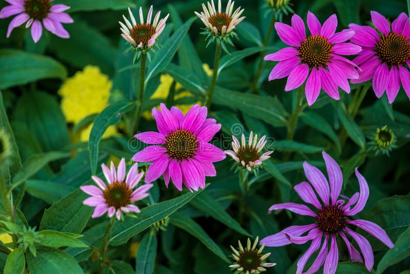Group of Coneflowers Blooming in a Downtown Flowerbed Stock Photo Image of cone, bloom 152394076