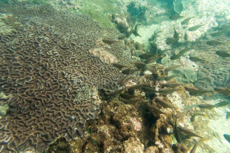 Group of Coral Fish in the Sea Stock Image Image of reef, travel