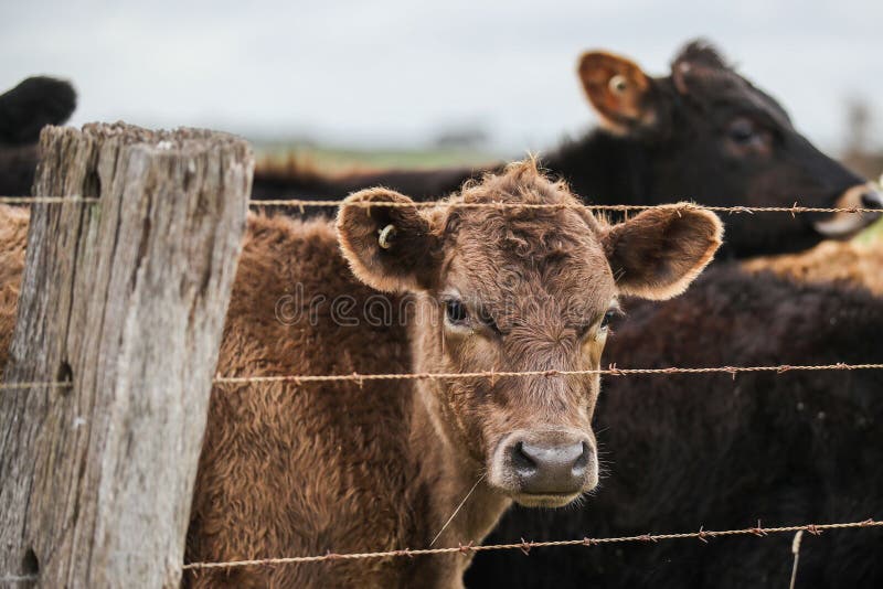 Group of Cows Behind a Fence in a Field in Warrnambool, Victoria, Australia Stock Image Image