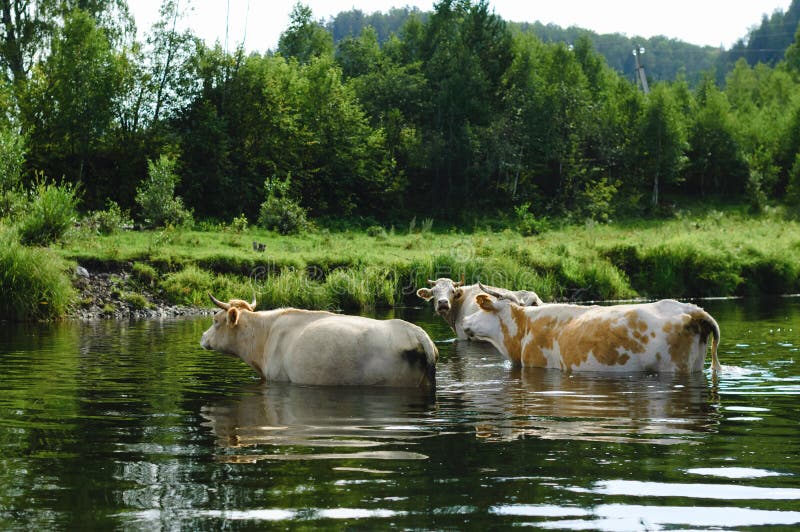 A Group of Cows Cross a River Ford in an Unknown Part of the Planet Stock  Photo - Image of outside, agriculture: 230766950