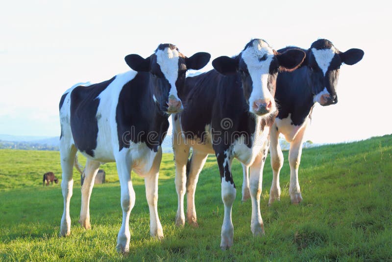 Group of cows