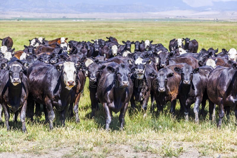 Group of cows grazing on the meadow