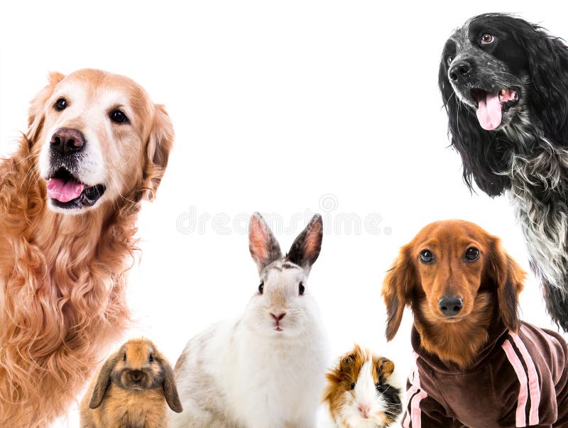 Group of cute fluffy animals stock image