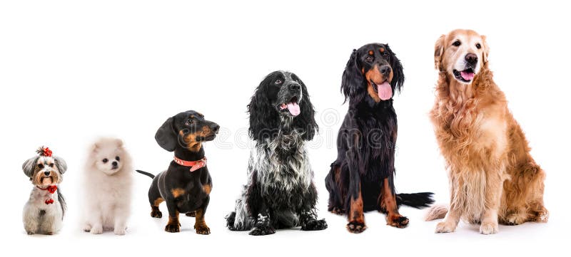Group of cute fluffy dogs stock photography