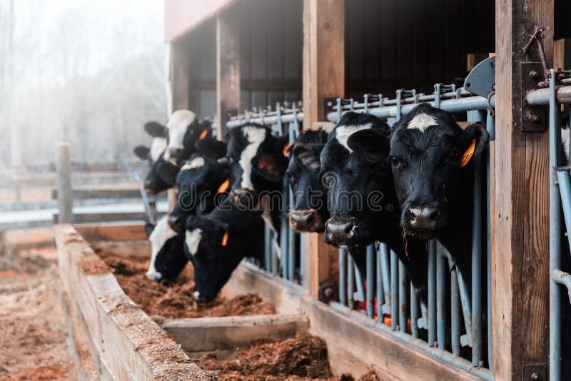 Dairy Cows in a barn stock image Dairy Cows in a barn stock image