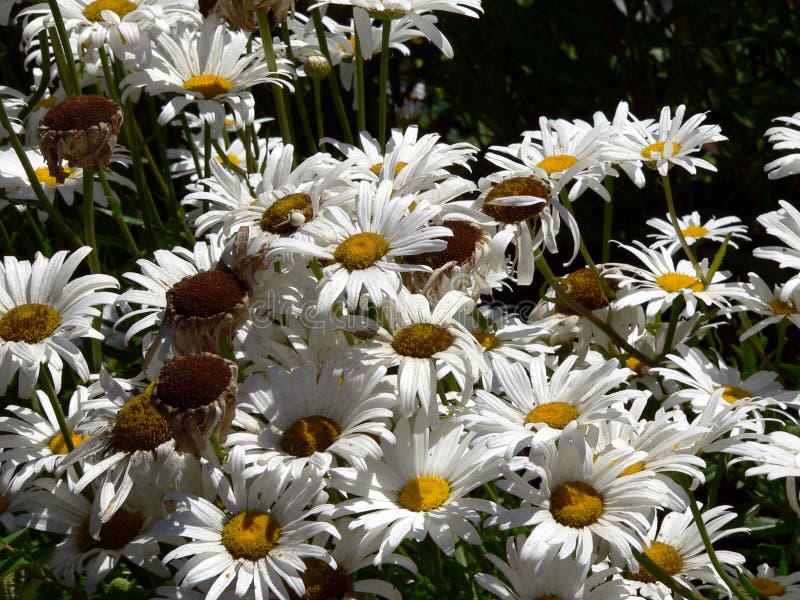 Daisies Bloom Picture. Image 9206311