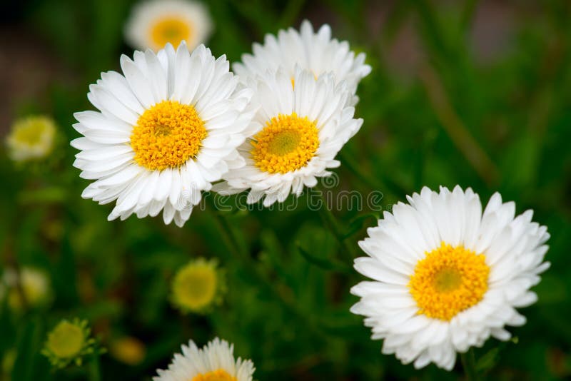Group of Daisies Closeup stock image. Image of floral 25792157