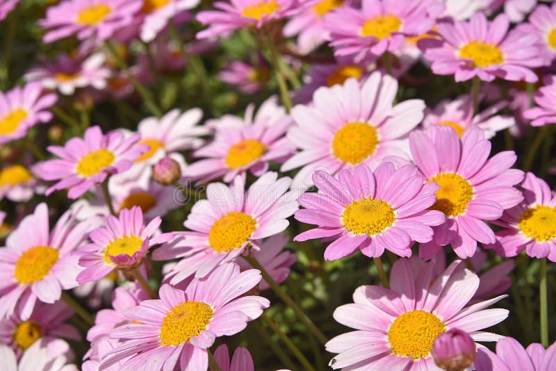 Group of Daisies in the Sun Stock Image Image of daisy, genova 115481081