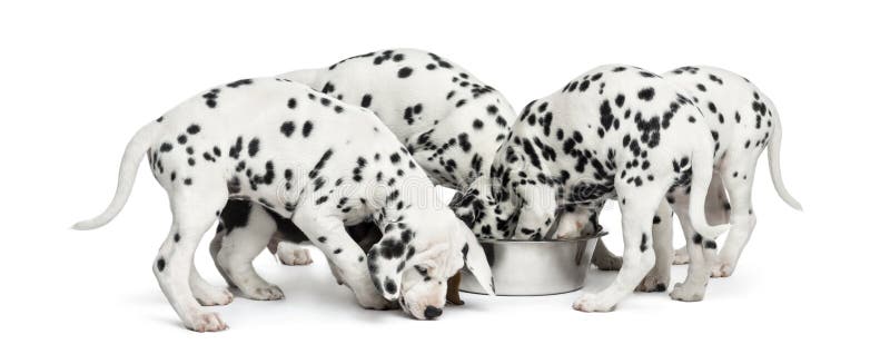 dalmatian diet