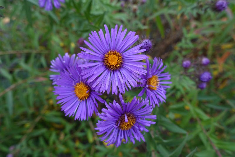 Group of Dark Purple Flowers of New England Aster Stock Photo Image